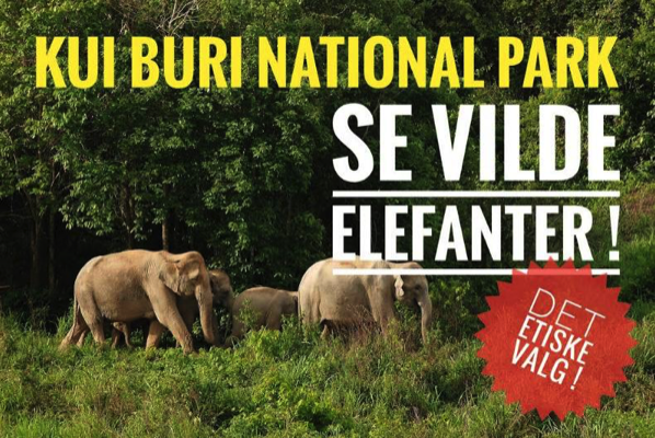 Se elefanter i Kui Buri national park